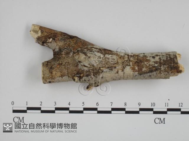 登錄號:F0008769藏品圖，第1張