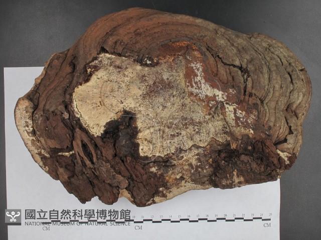 登錄號:F0018769藏品圖，第1張