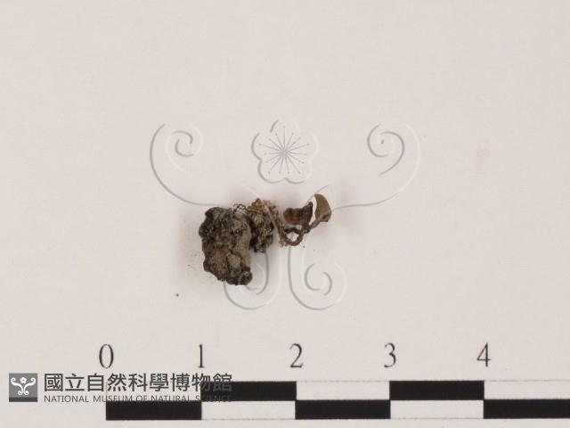 登錄號:F0020769藏品圖，第1張