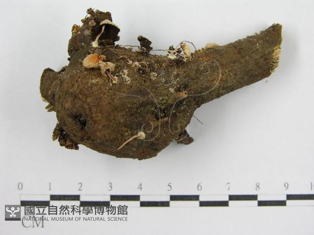 鬼傘屬藏品圖，第1張