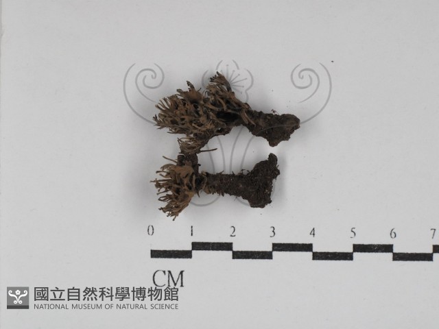 革菌屬藏品圖，第1張