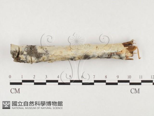 登錄號:F0026769藏品圖，第1張