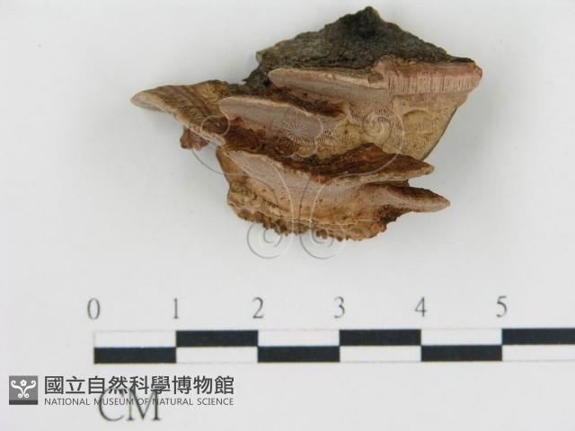 登錄號:F0006769藏品圖，第1張