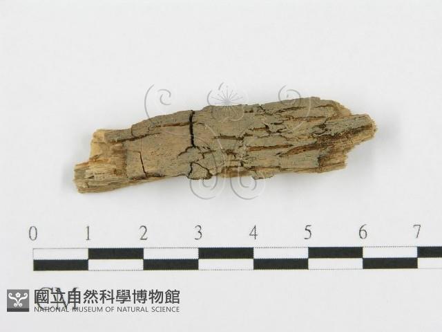 登錄號:F0016769藏品圖，第1張