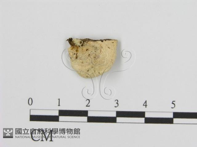 登錄號:F0001769藏品圖，第1張