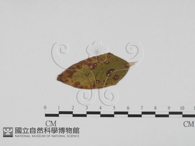 登錄號:F0011769藏品圖，第1張