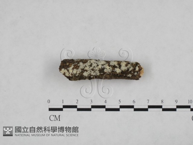 登錄號:F0024769藏品圖，第1張