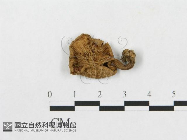 登錄號:F0004769藏品圖，第1張