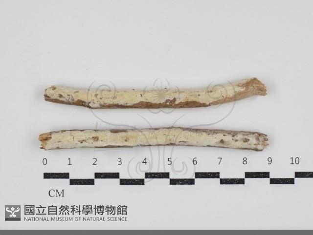 登錄號:F0034769藏品圖，第1張