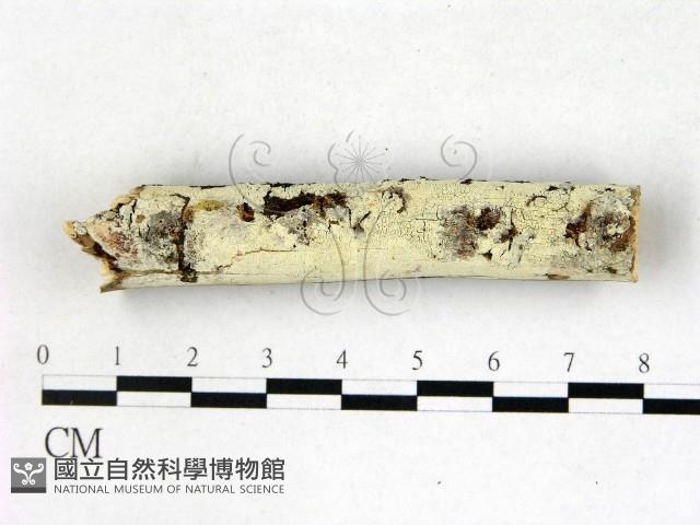 絲齒菌屬藏品圖，第1張