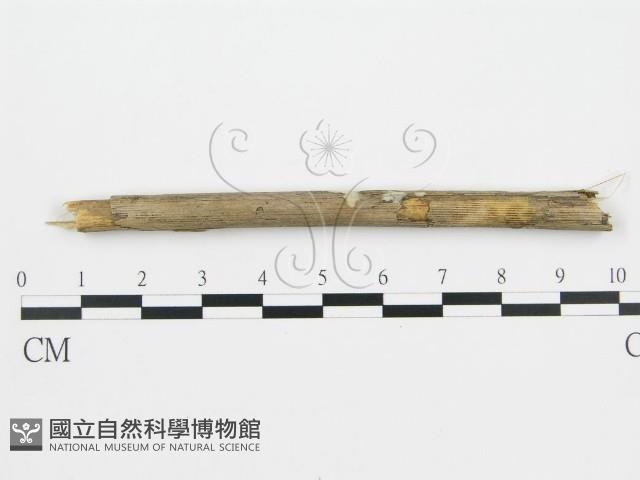 登錄號:F0012769藏品圖，第1張