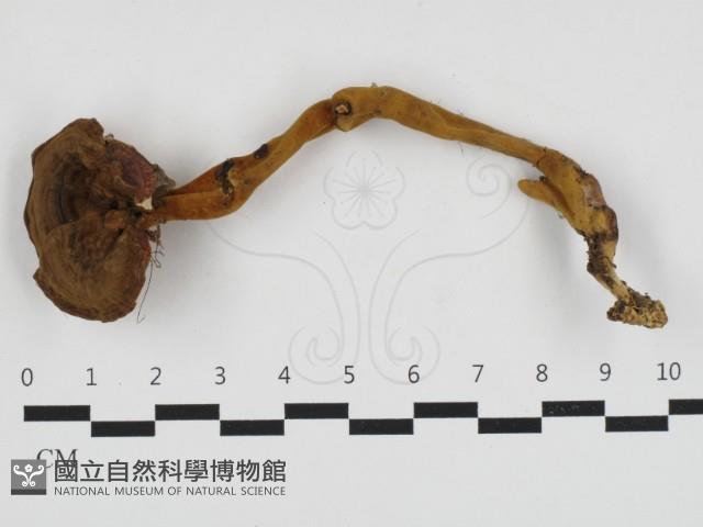 登錄號:F0032769藏品圖，第1張