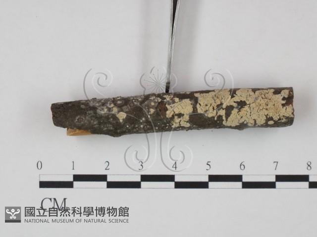 登錄號:F0017769藏品圖，第1張