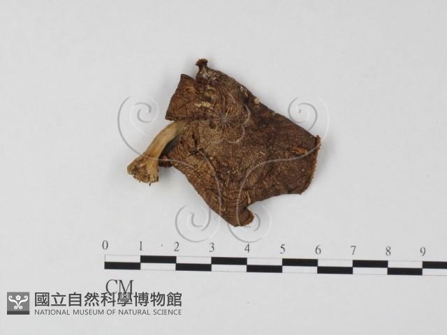 登錄號:F0025769藏品圖，第1張