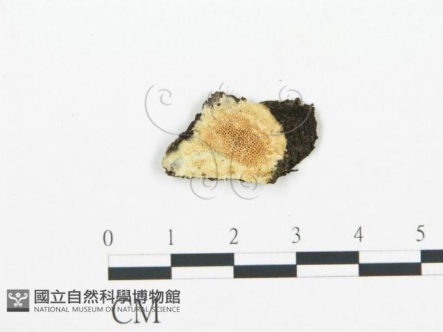 登錄號:F0005769藏品圖，第1張