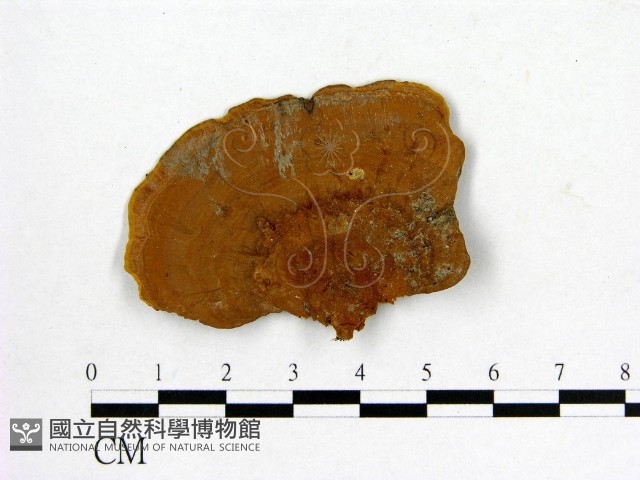 登錄號:F0009769藏品圖，第1張