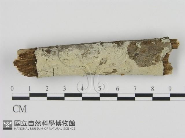 剛毛絲皮菌藏品圖，第1張