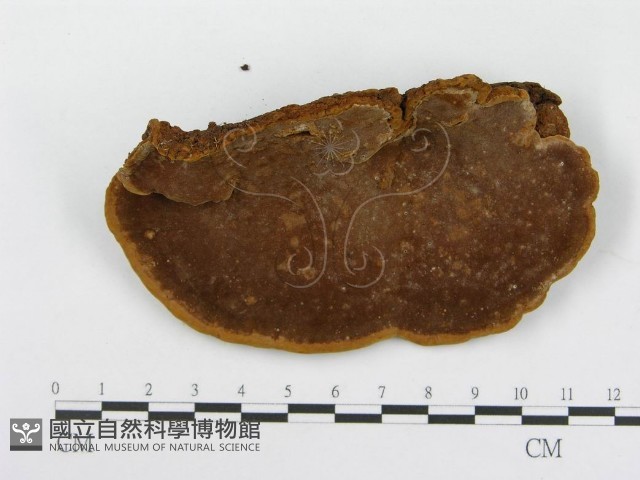 木層孔菌屬藏品圖，第1張