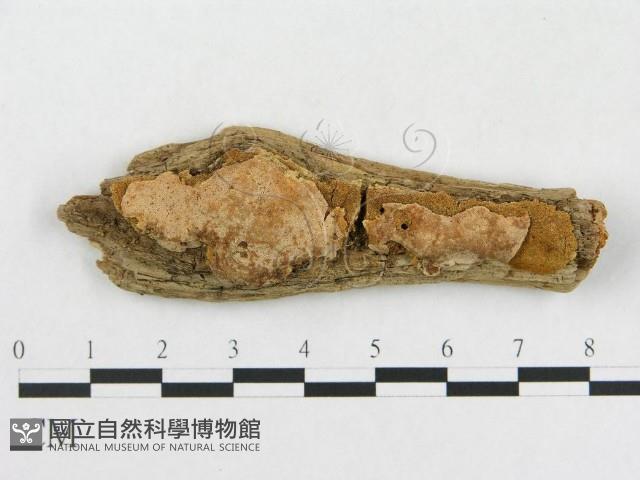 登錄號:F0006569藏品圖，第1張