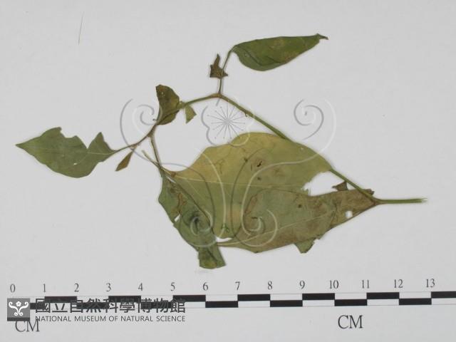 登錄號:F0016569藏品圖，第1張