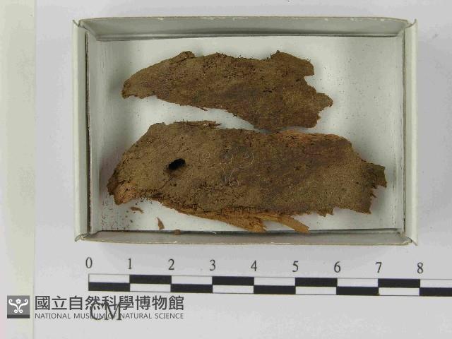 登錄號:F0021569藏品圖，第1張