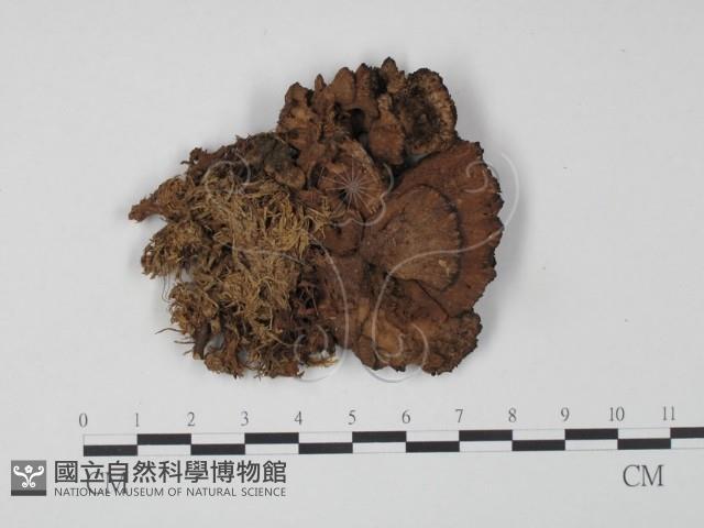 登錄號:F0011569藏品圖，第1張