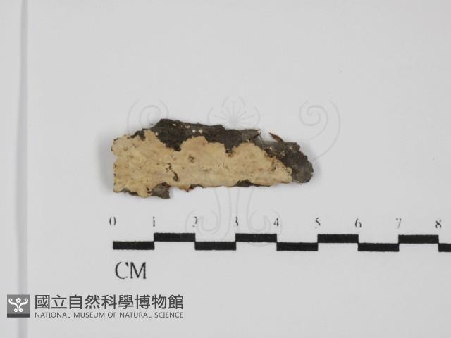 登錄號:F0031569藏品圖，第1張