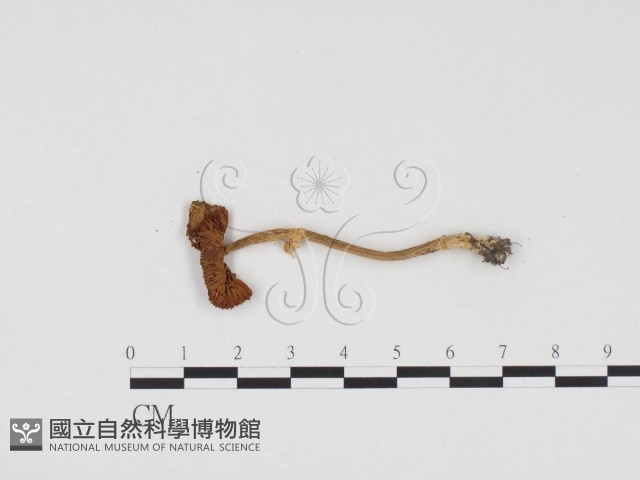 登錄號:F0024569藏品圖，第1張