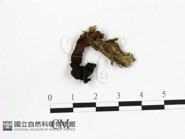 登錄號:F0004569藏品圖，第1張