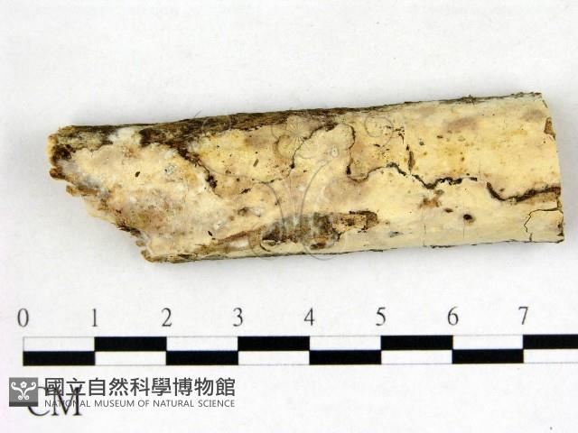 登錄號:F0022569藏品圖，第1張
