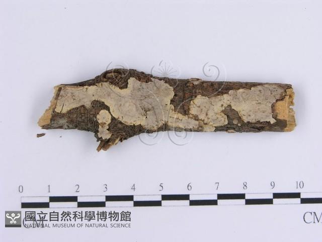 韌革菌屬藏品圖，第1張