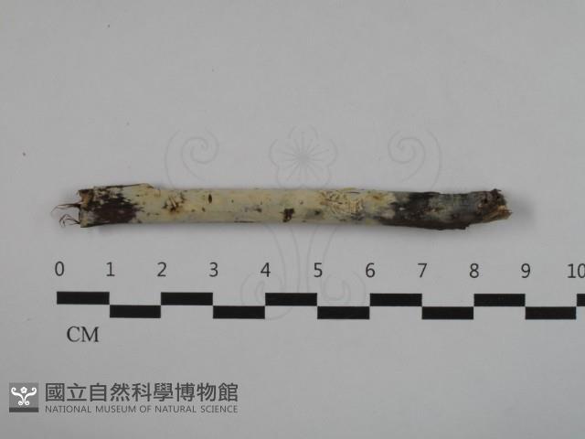 登錄號:F0032569藏品圖，第1張