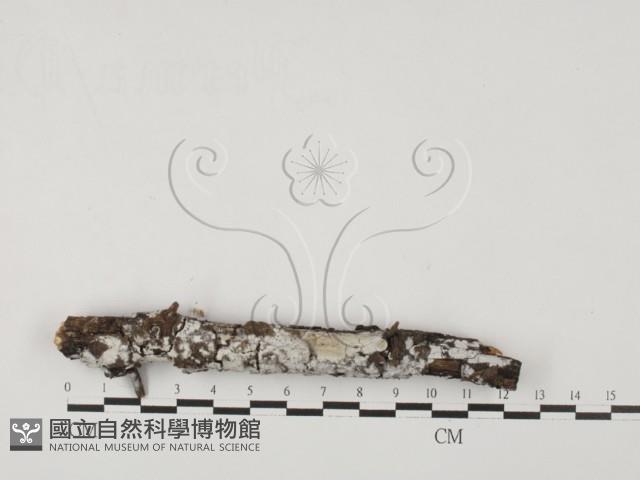 登錄號:F0027569藏品圖，第1張