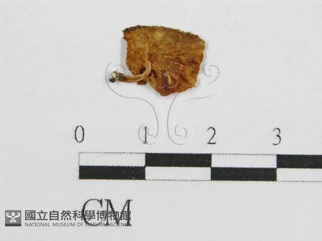 登錄號:F0007569藏品圖，第1張