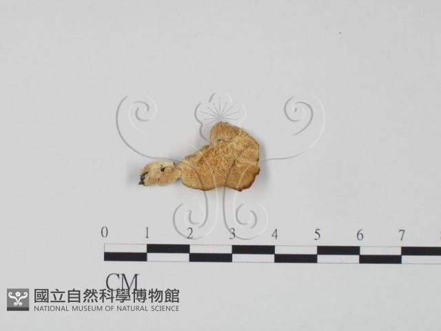 登錄號:F0017569藏品圖，第1張