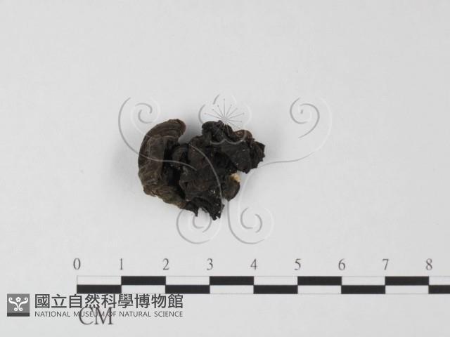 毛木耳藏品圖，第1張