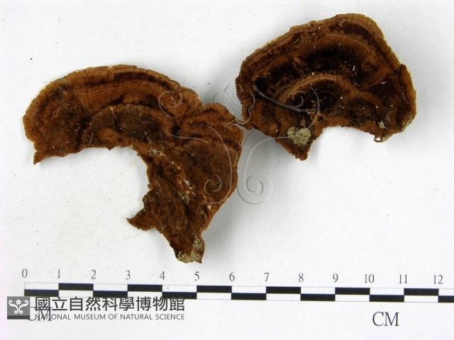 登錄號:F0005569藏品圖，第1張