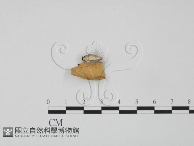 登錄號:F0015569藏品圖，第1張