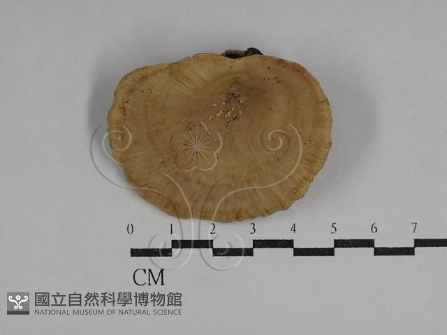 多孔菌屬藏品圖，第1張