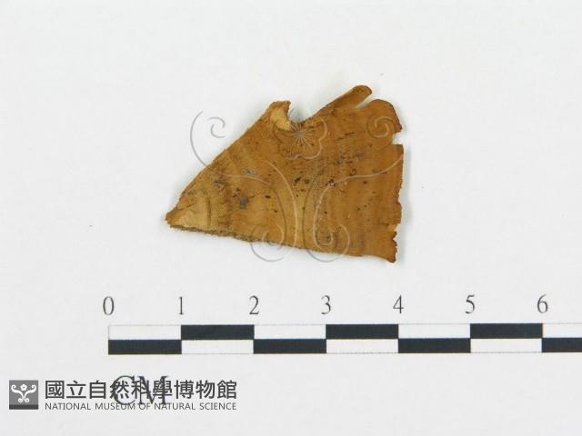 登錄號:F0009569藏品圖，第1張