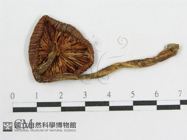 粉褶菌屬藏品圖，第1張