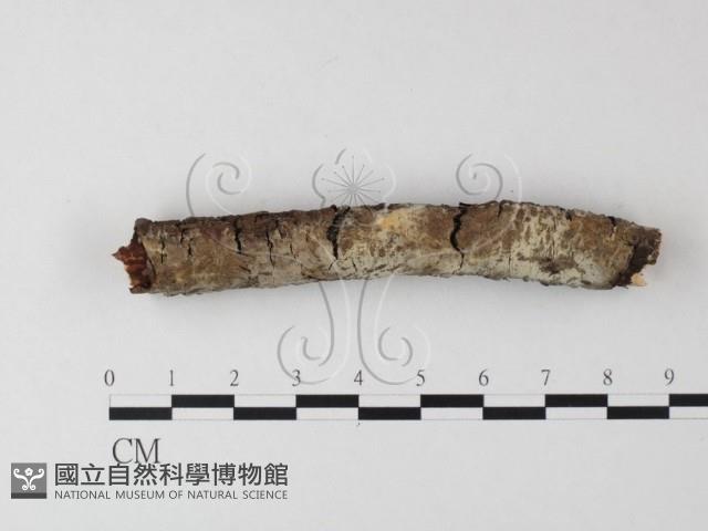 登錄號:F0013569藏品圖，第1張