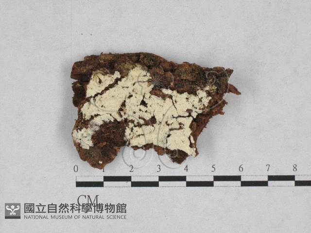 絲齒菌屬藏品圖，第1張