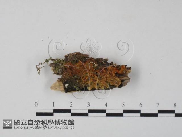 登錄號:F0008169藏品圖，第1張