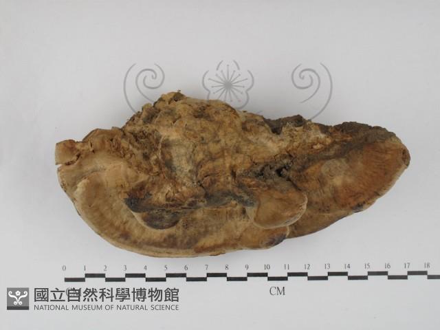 登錄號:F0030169藏品圖，第1張