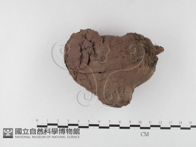 紫色禿馬勃藏品圖，第1張