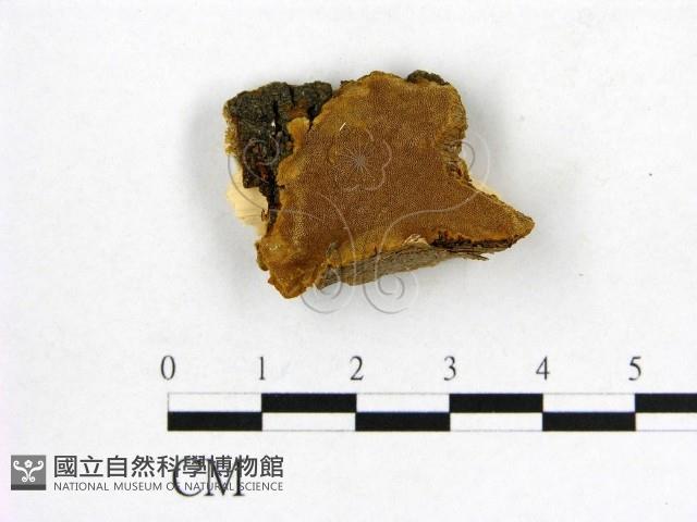 登錄號:F0006169藏品圖，第1張