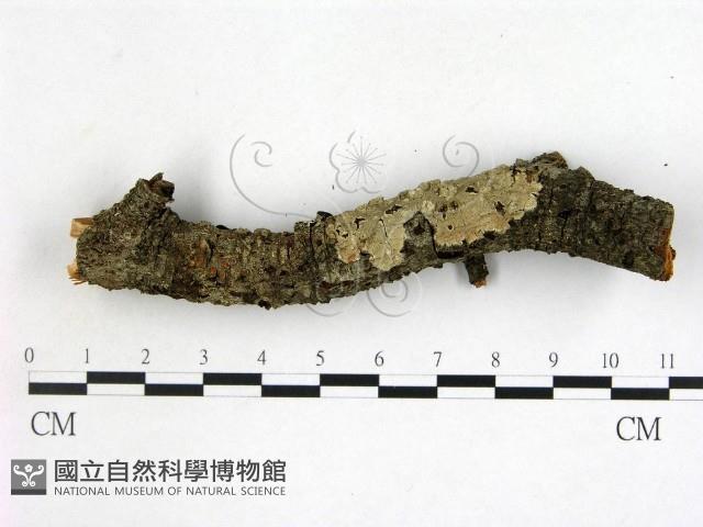 登錄號:F0001169藏品圖，第1張
