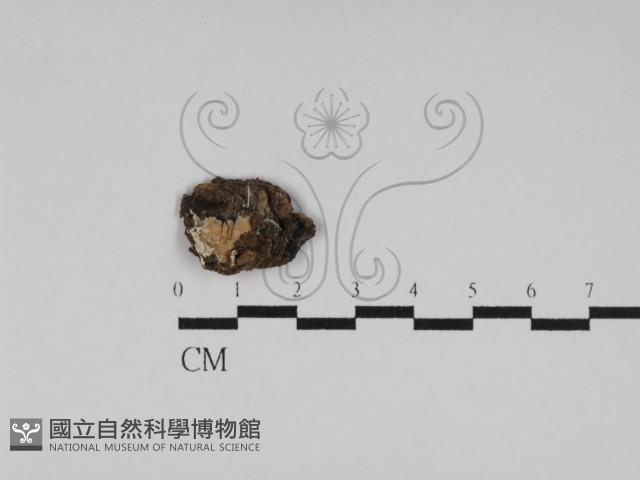 登錄號:F0031169藏品圖，第1張