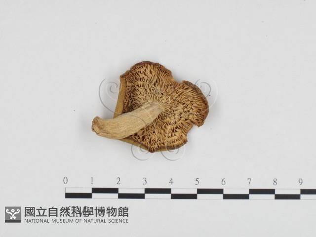 登錄號:F0024169藏品圖，第1張